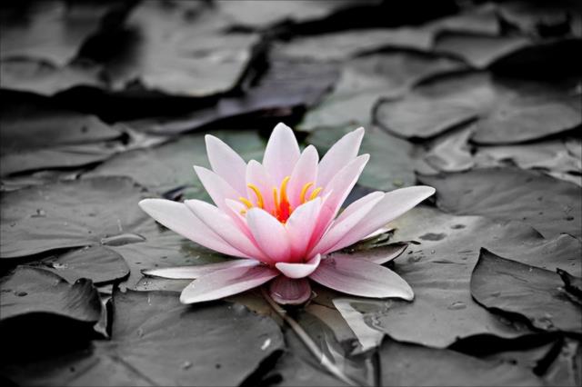 Photo of pink water lily on black and white leaves (courtesy Pixabay)